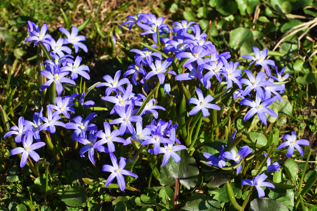 Москва. Ботанический сад МГУ. - Наташа ***** Москва. Ботанический сад МГУ. - Наташа *****