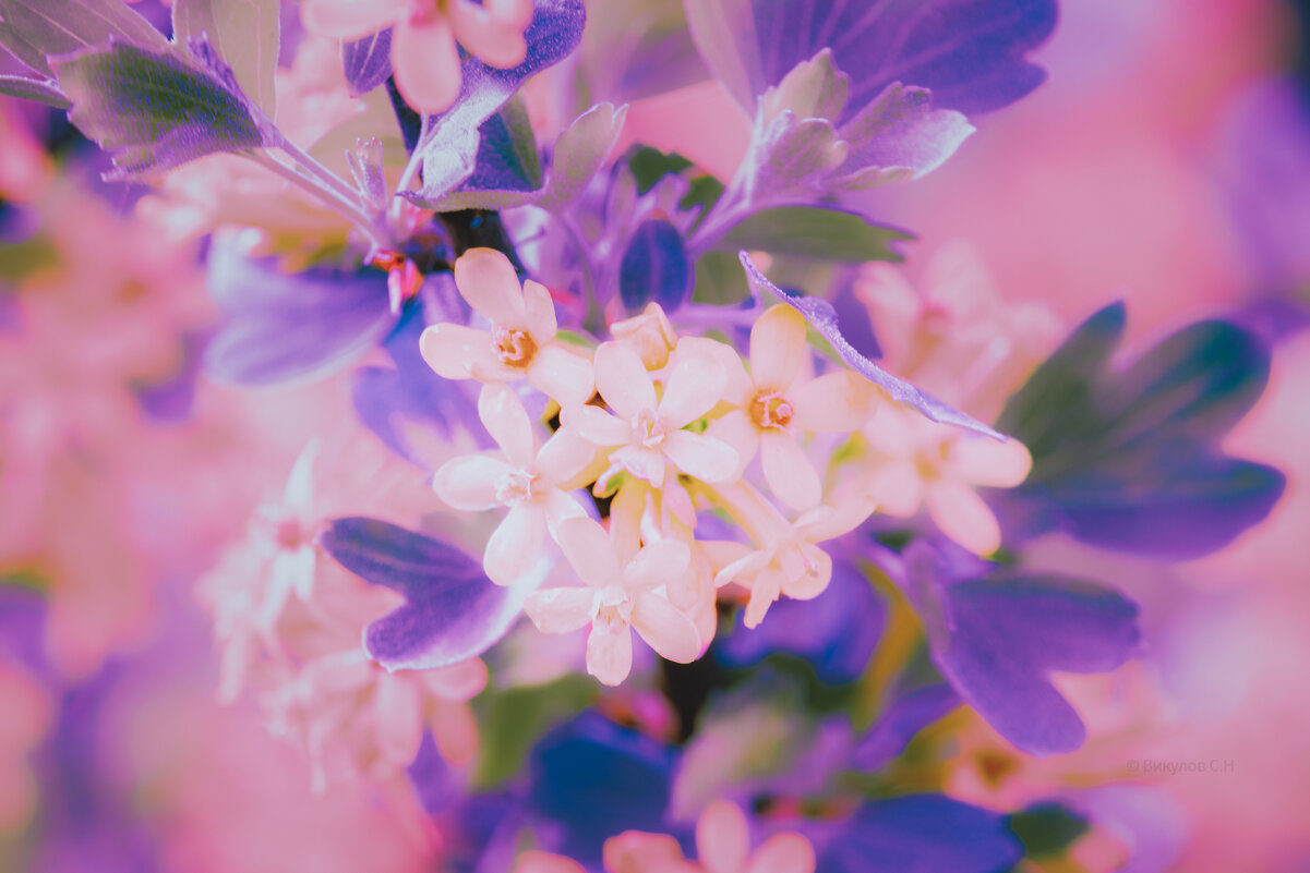 Весенний момент на закате - Sergei Vikulov Весенний момент на закате - Sergei Vikulov