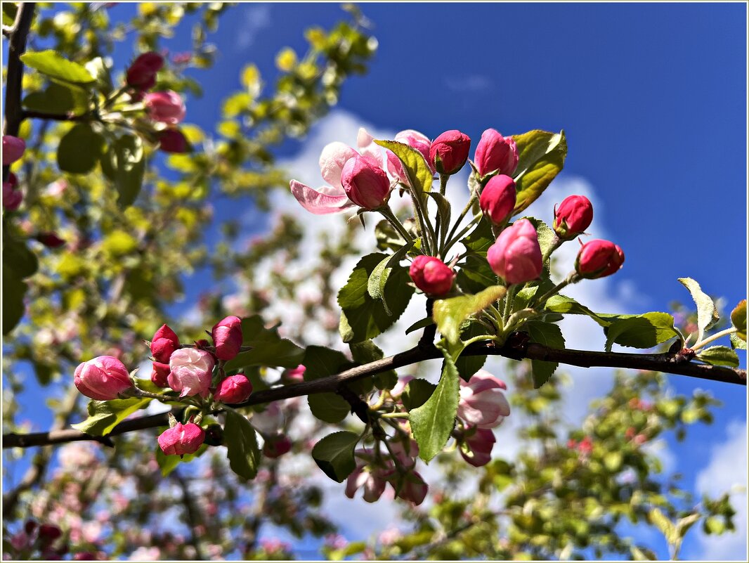 Картинка весны. - Валерия Комова Картинка весны. - Валерия Комова