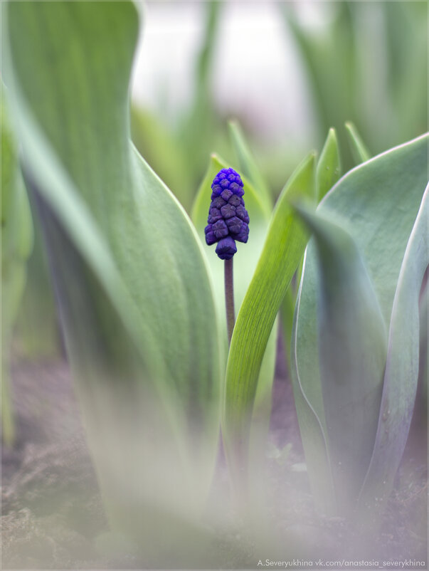 Мускари среди тюльпанов - Анастасия Северюхина Мускари среди тюльпанов - Анастасия Северюхина