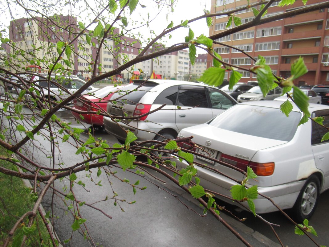 Берёзы лист молодой - Андрей Макурин