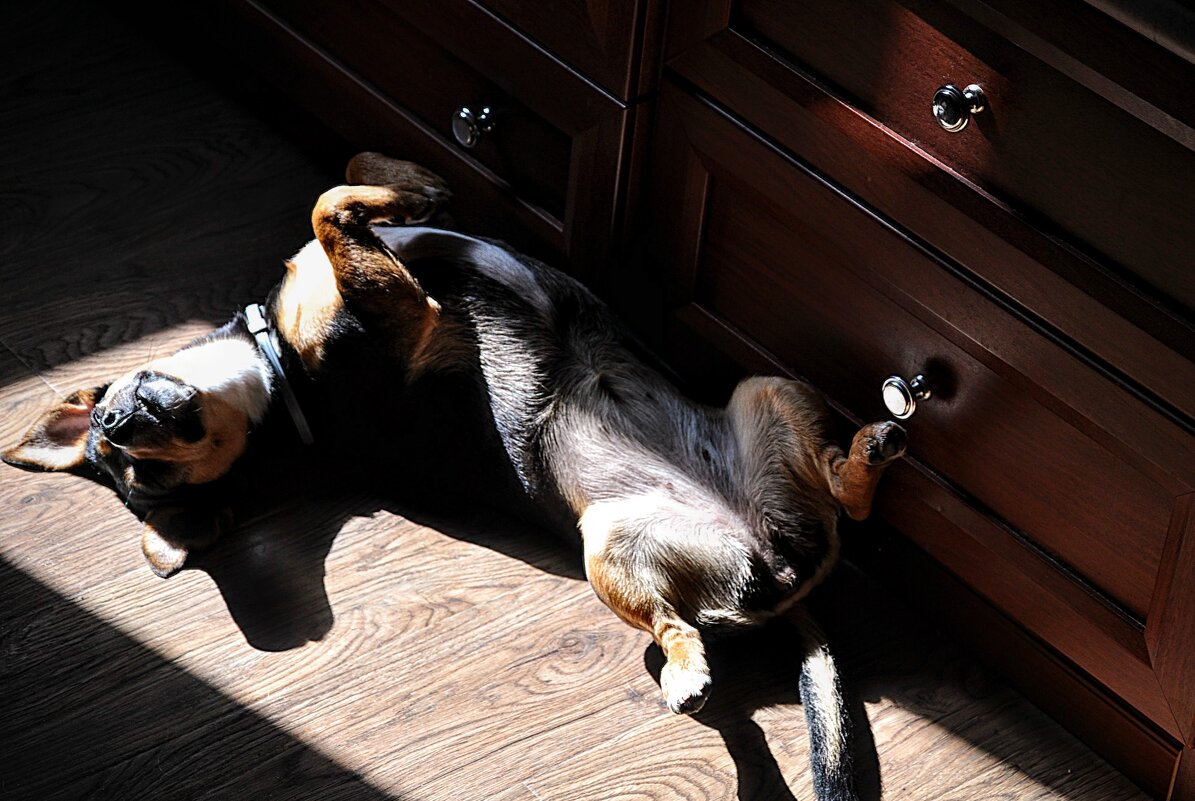 Спящая собака,,, - Анатолий Колосов