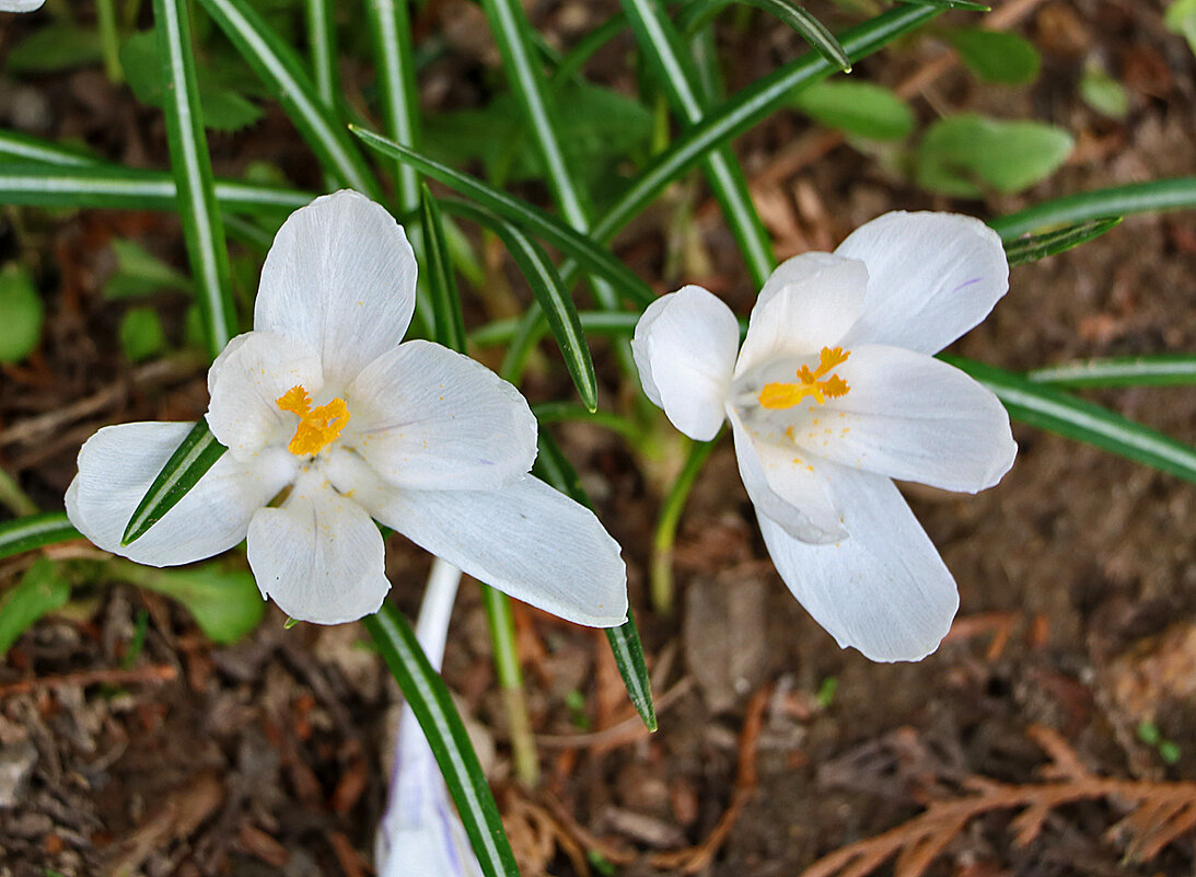 Парочка белых - Светлана 