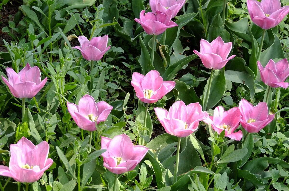 Нежность - Фёдор Меркурьев