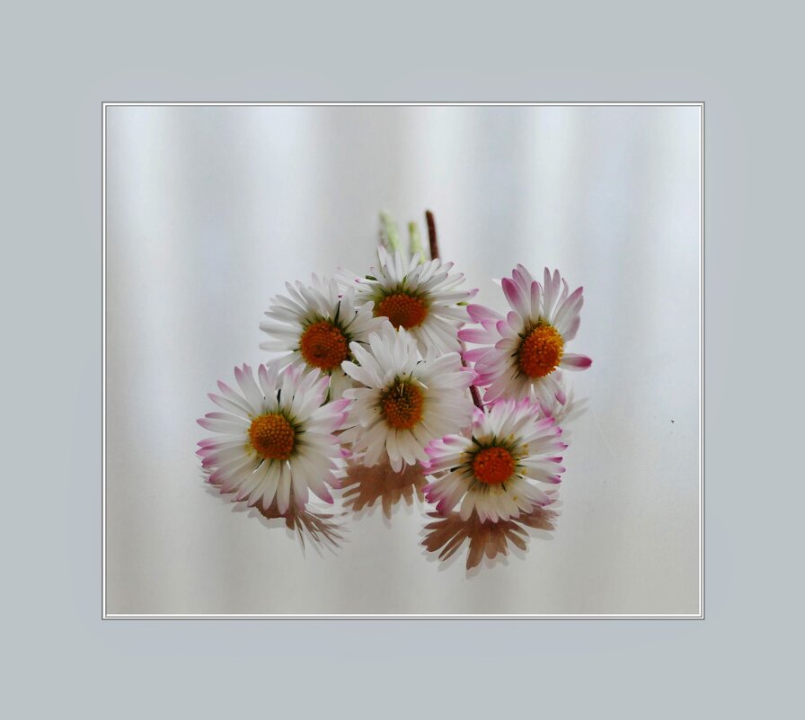 РОМАШКИ... - Elvira E. 