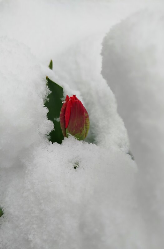 Без слов! - светлана льдокова Без слов! - светлана льдокова