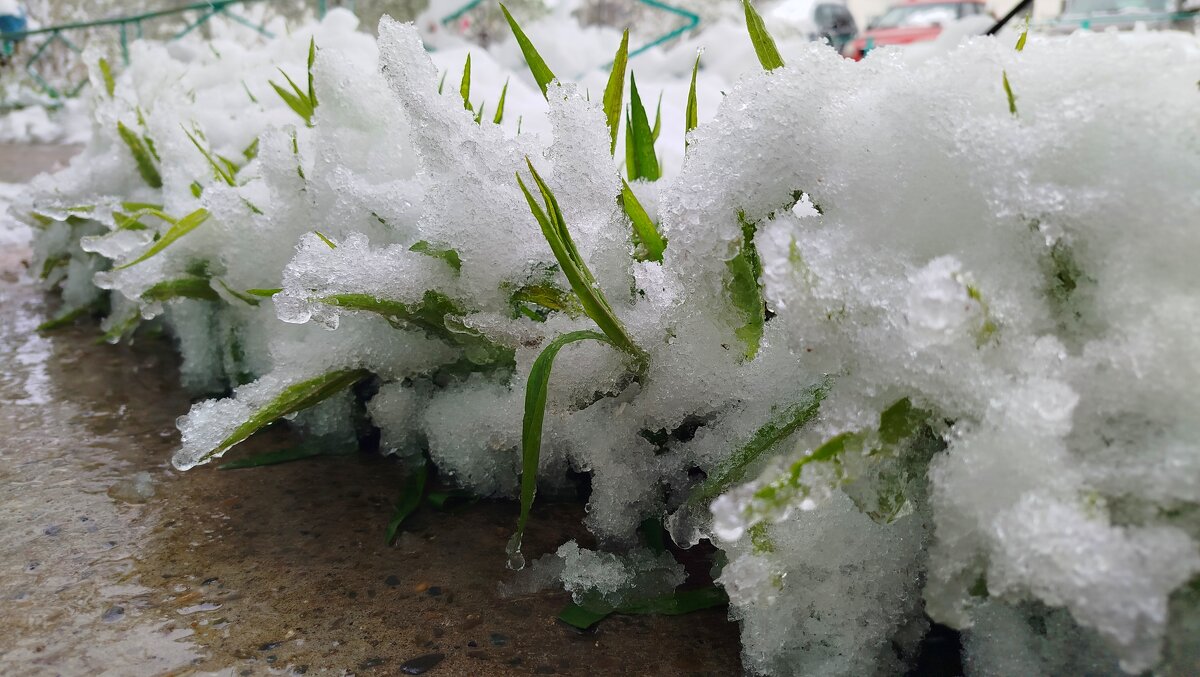 Не предсказуемая весна - светлана льдокова Не предсказуемая весна - светлана льдокова