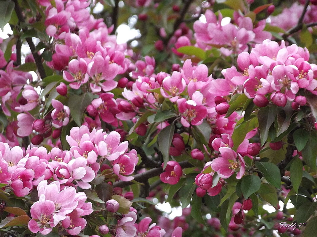 Весна красна! - Freddy 97 Весна красна! - Freddy 97