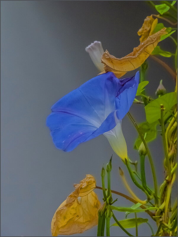 *** - Наталья Rosenwasser