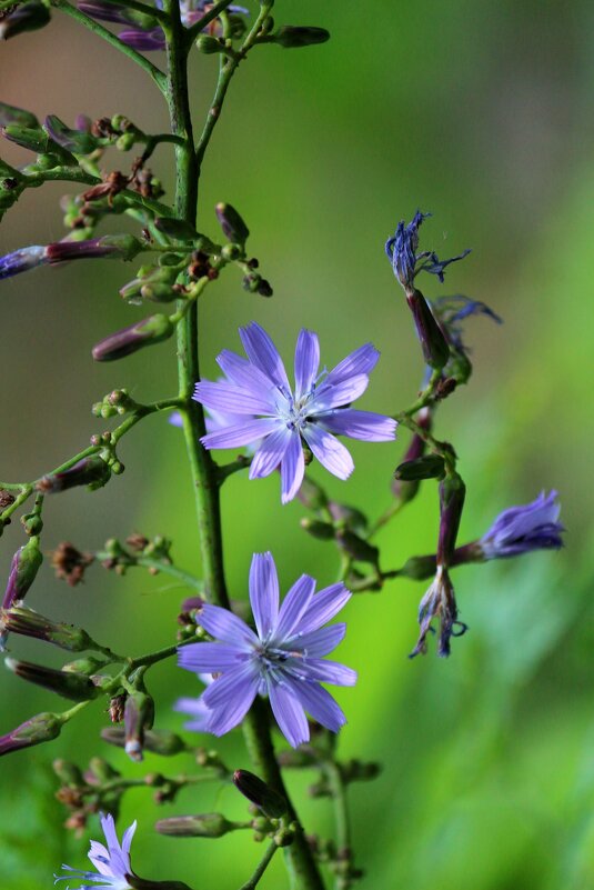 C - Андрей Л. В.