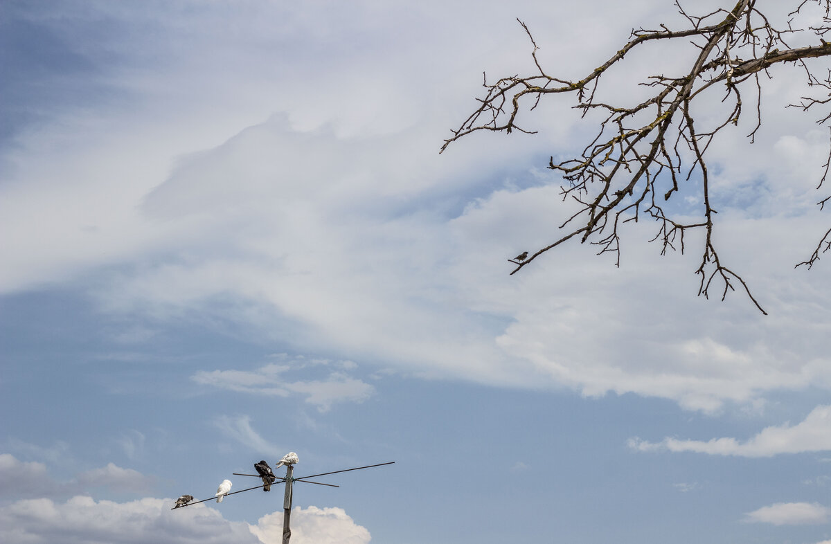 Голуби на антенне & древа фрагмент - Коля Лукашов Голуби на антенне & древа фрагмент - Коля Лукашов