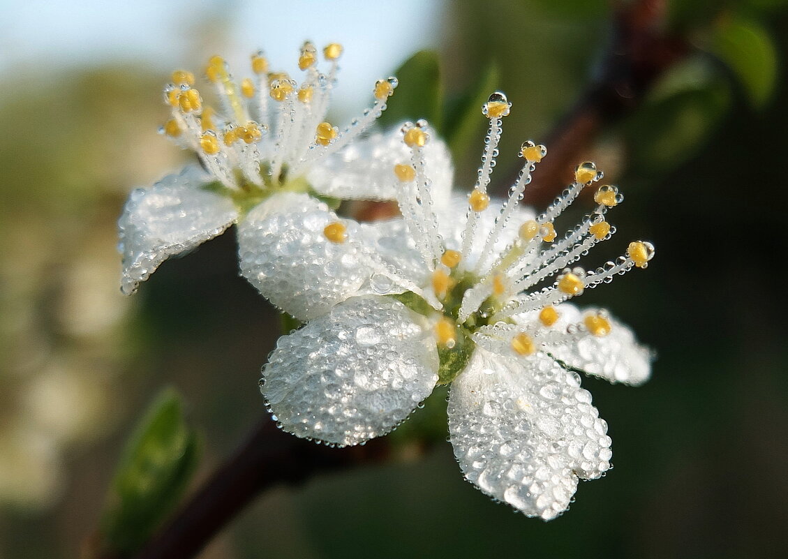 Утро. - Оксана ДоброВольская