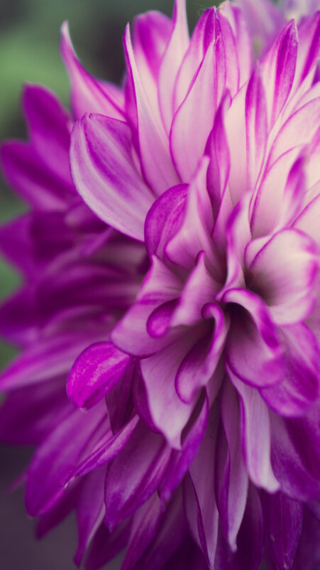 Еще одна из рода Георгин - Варвара Высоцкая