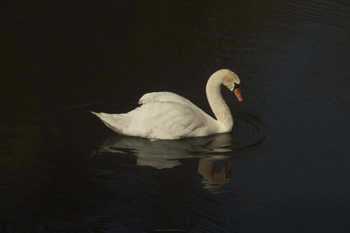 грация - Владимир Зырянов