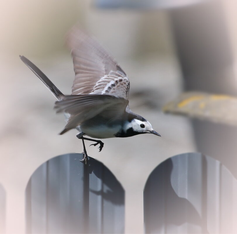 взлет ... - Andrey Bragin взлет ... - Andrey Bragin