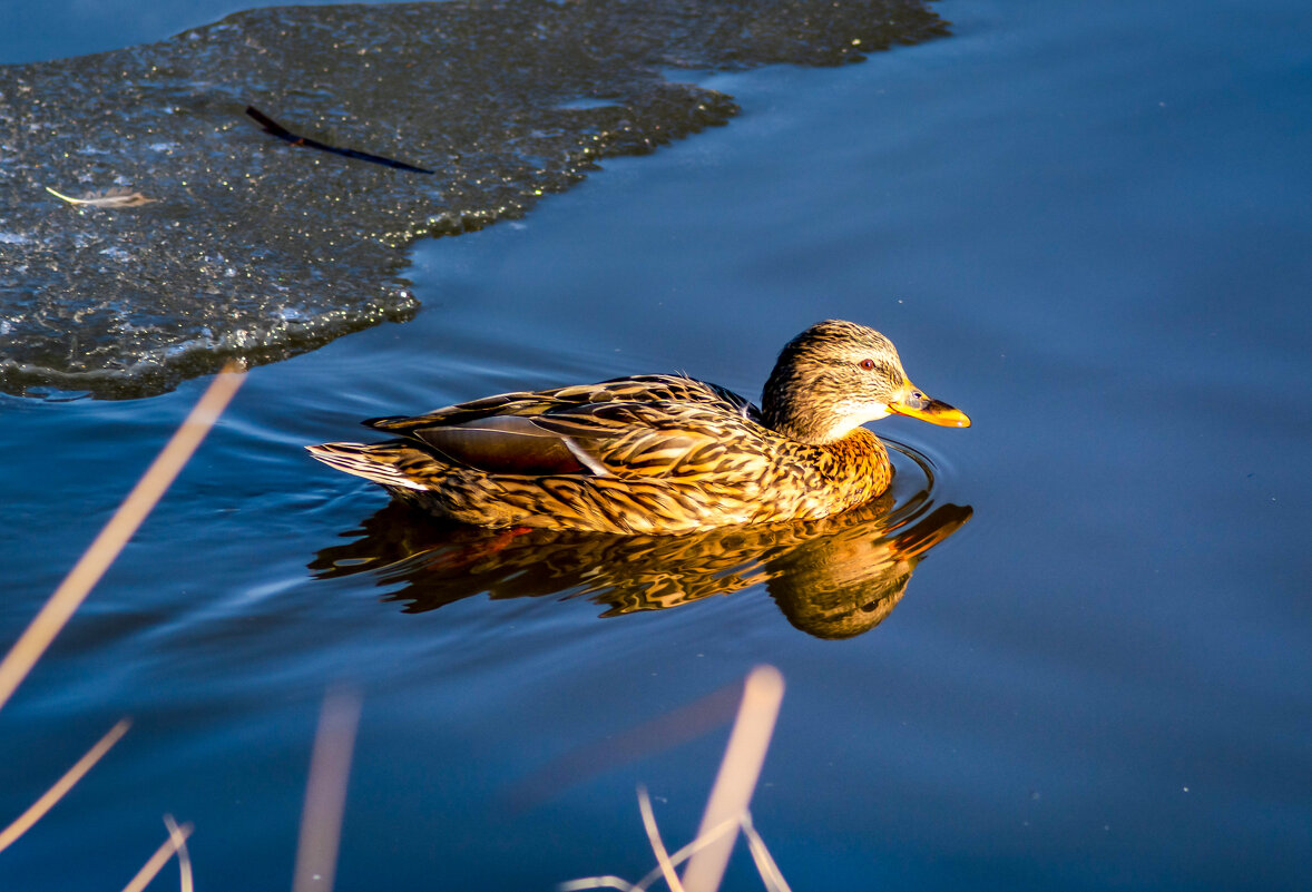 Утка в пруду. - Андрей Сосновский