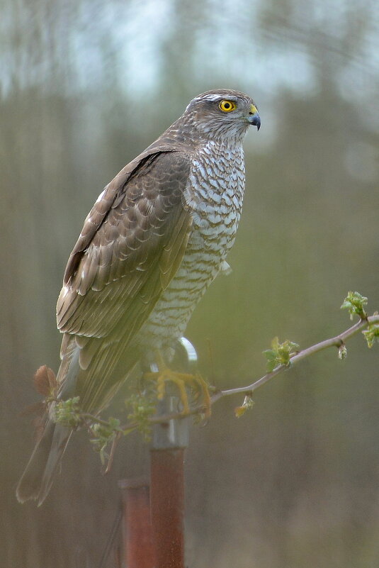 Ястреб-перепелятник - Владислав Иопек