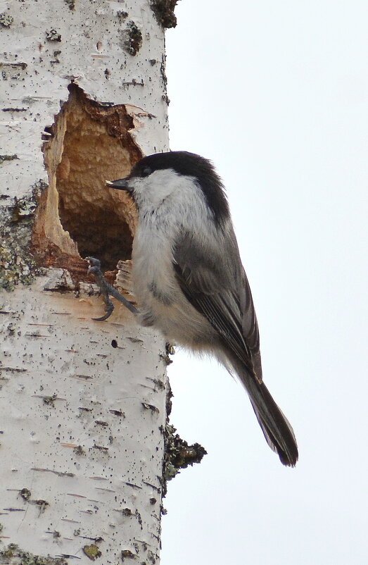 Пухляк строитель - Владислав Иопек