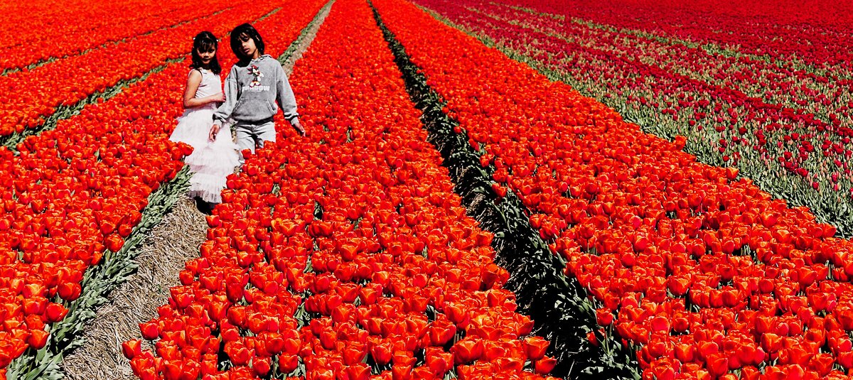 Королевство цветов(серия) - Владимир Манкер Королевство цветов(серия) - Владимир Манкер