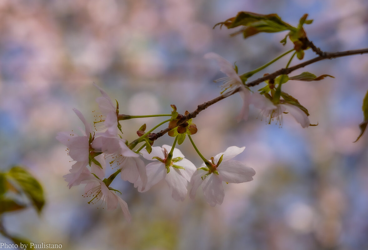 Цветущий апрель... - Владимир Жданов Цветущий апрель... - Владимир Жданов