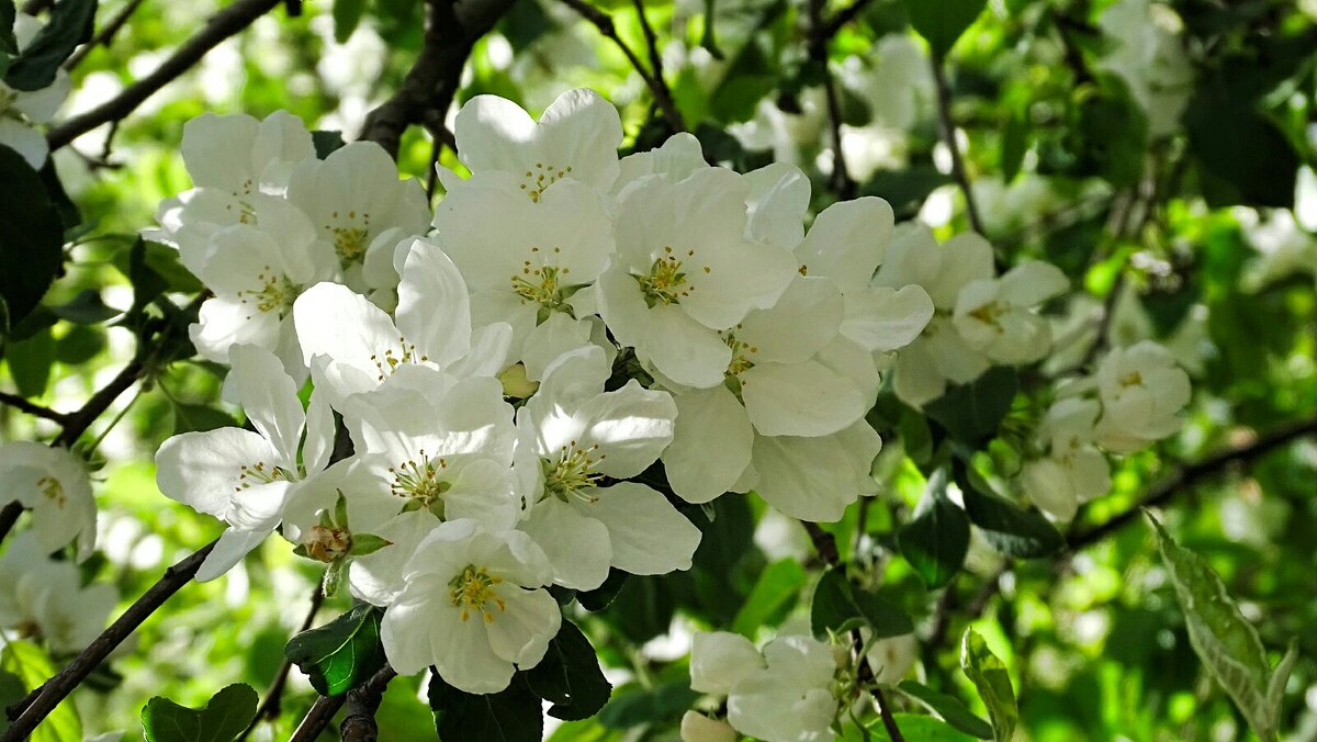 Цвет фруктовых деревьев в городе - Милешкин Владимир Алексеевич Цвет фруктовых деревьев в городе - Милешкин Владимир Алексеевич