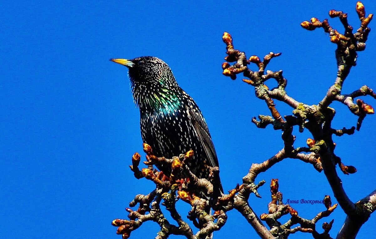 Скворушка. - Восковых Анна Васильевна Скворушка. - Восковых Анна Васильевна