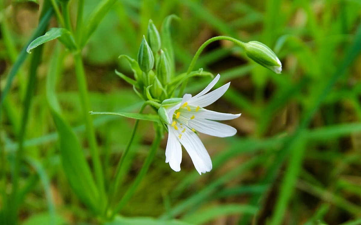 Звездчатки - Милешкин Владимир Алексеевич Звездчатки - Милешкин Владимир Алексеевич