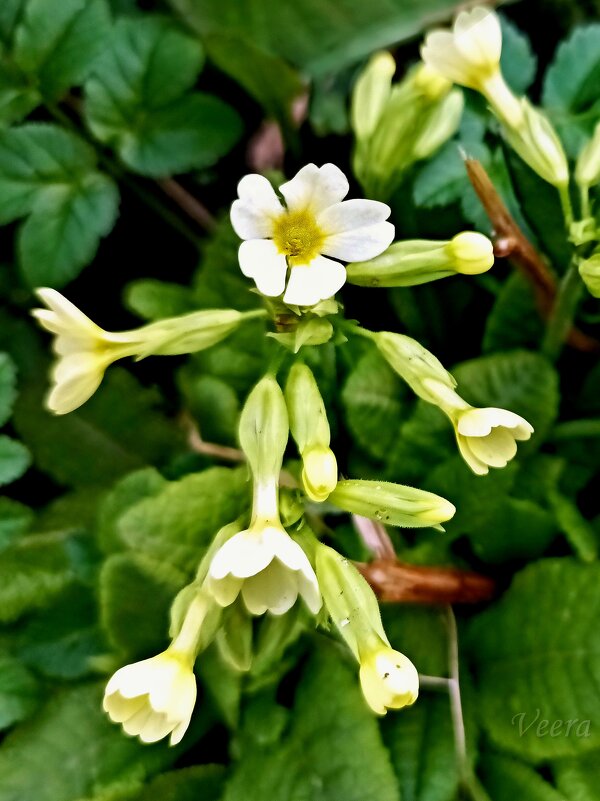 Первоцвет весенний - Veera V Первоцвет весенний - Veera V