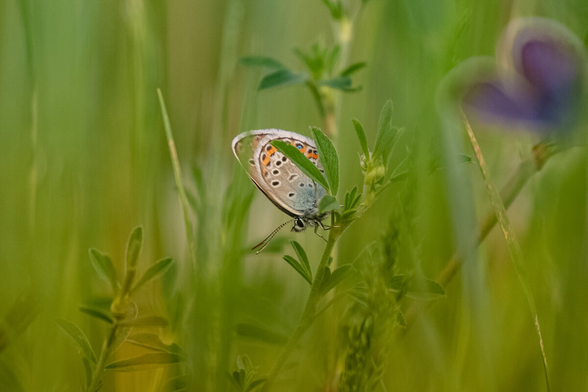 Мотылёк. - Евгений Голубев