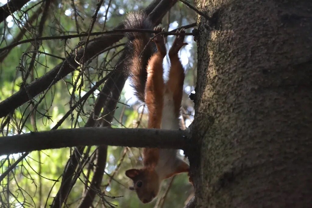 "Вис" головою вниз. - Надежда 