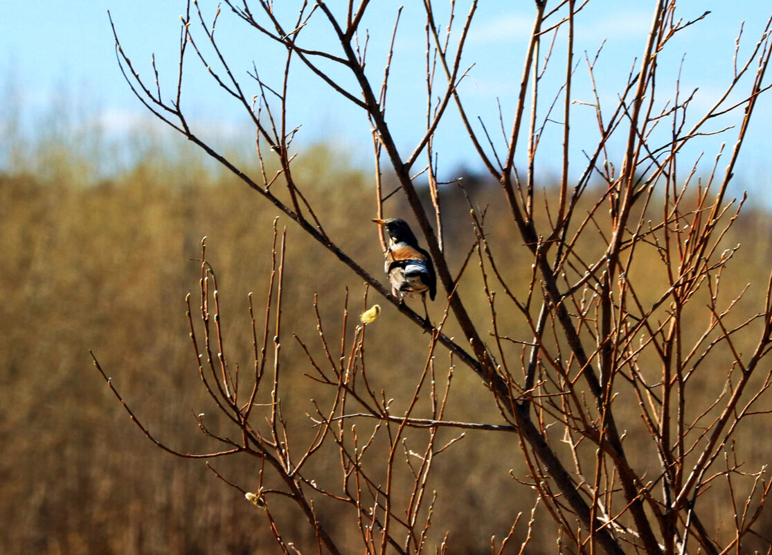 Май...Дрозд -рябинник зз городом! - Владимир 