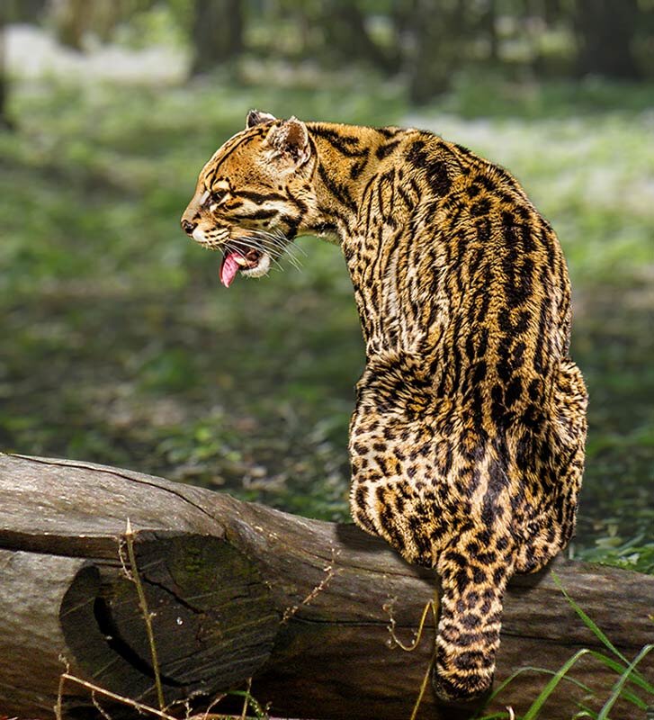 Оцелот - SanSan 