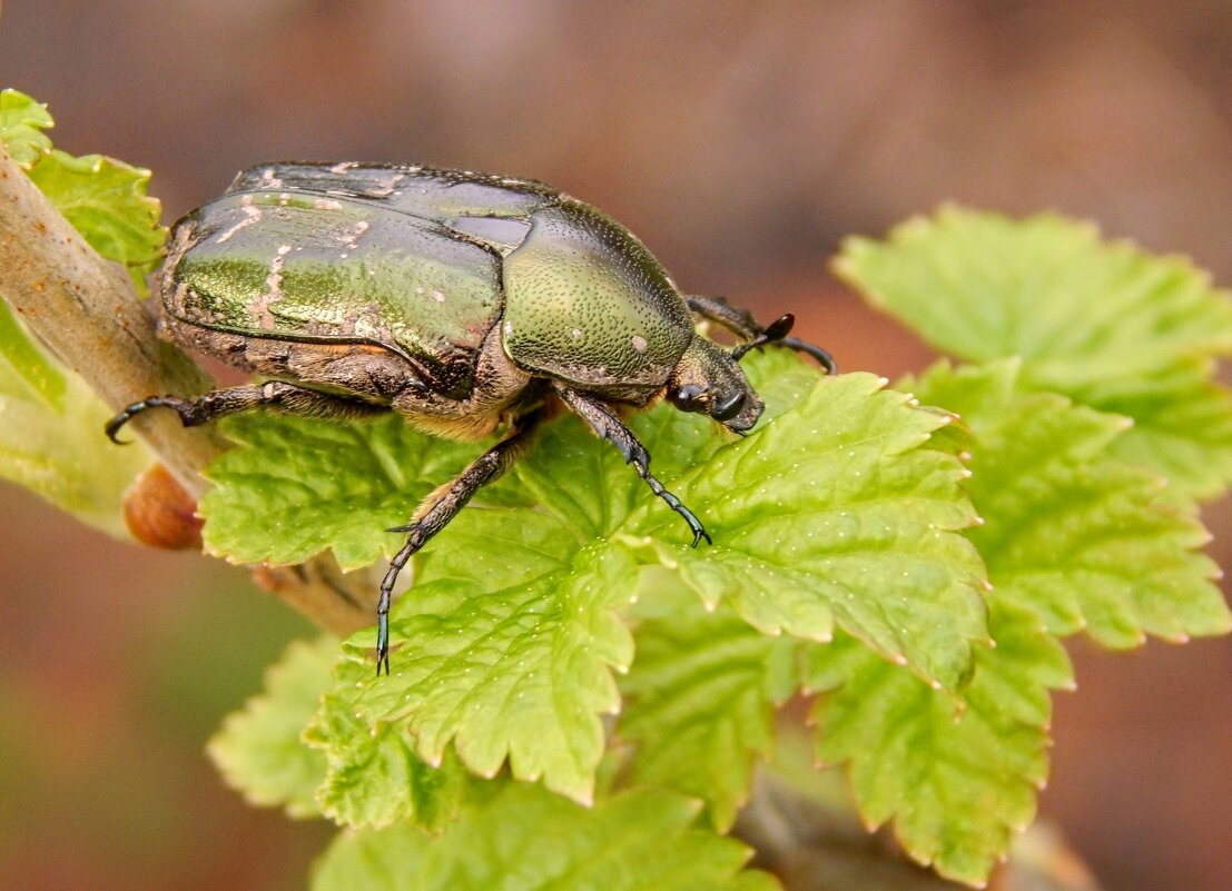 Рано проснулся! :) - Елена Хайдукова  ( Elena Fly )