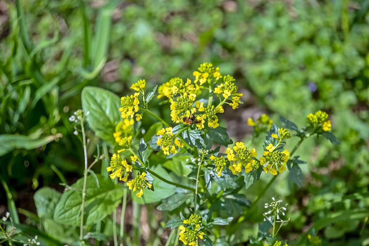 Сурепка цветёт - Валерий Иванович