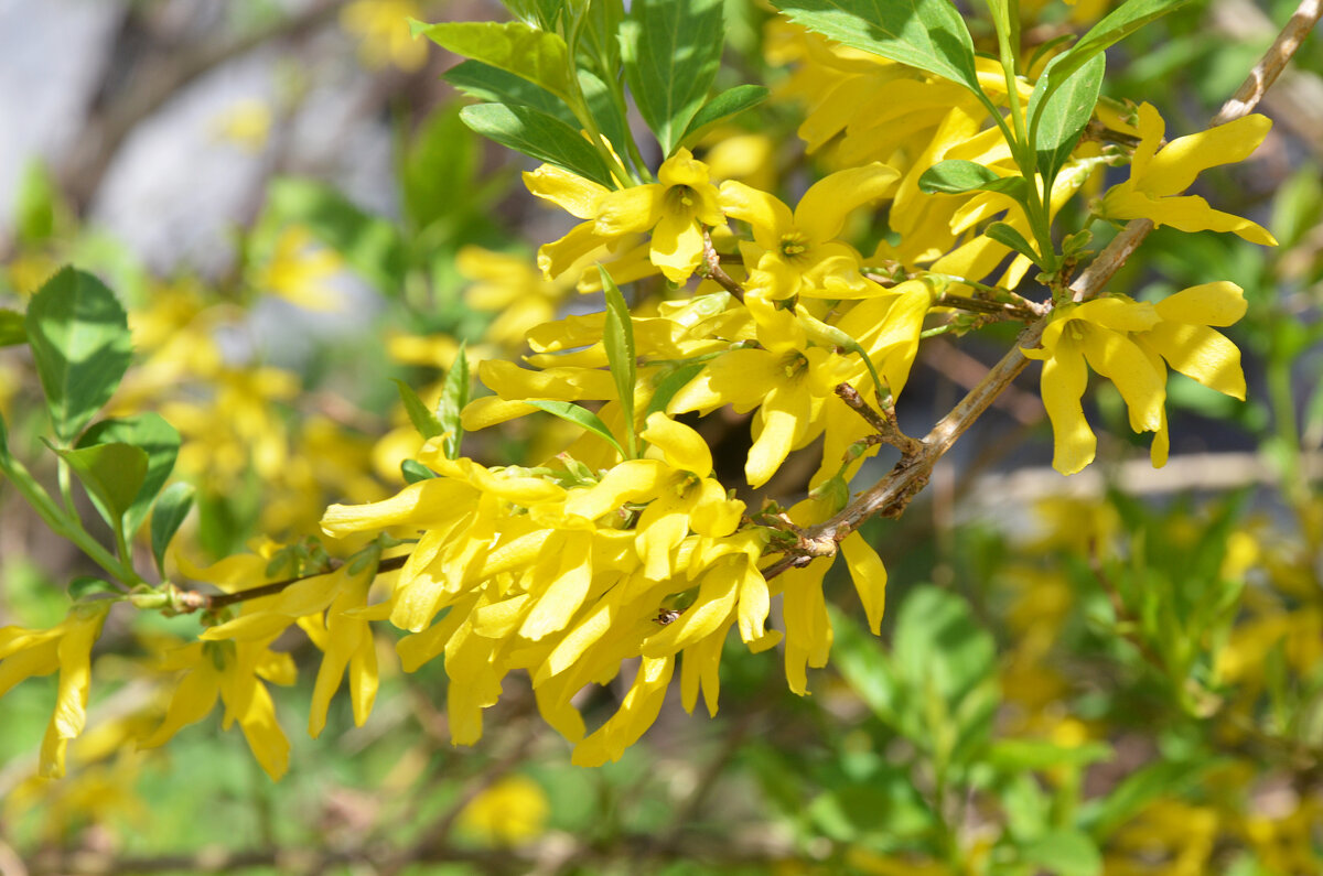 Москва. Парк Зарядье. Весна. Апрель. - Наташа ***** Москва. Парк Зарядье. Весна. Апрель. - Наташа *****