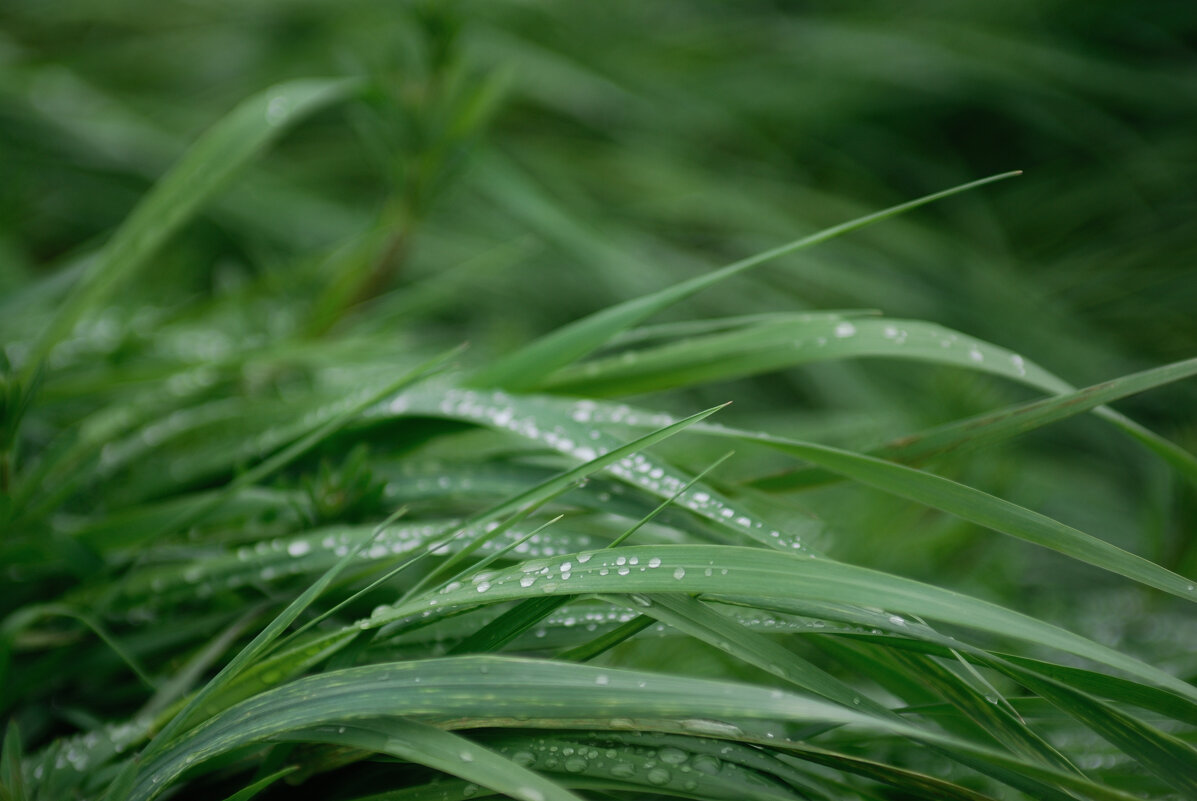 Опять дожди.... - Referee (Дмитрий)