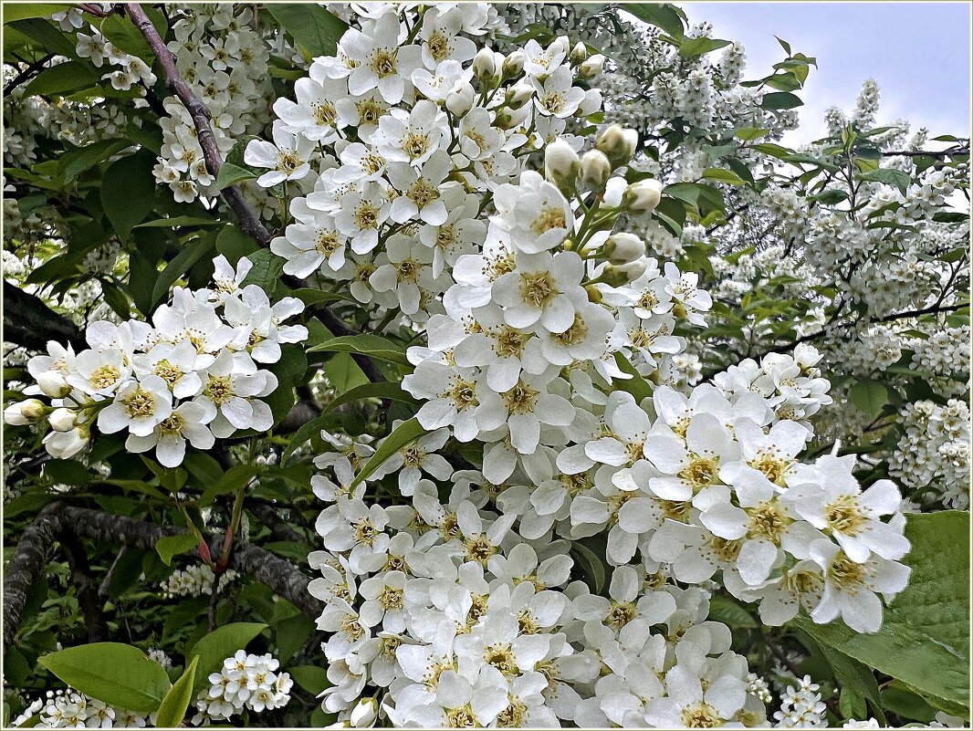 Черёмуха. - Валерия Комова