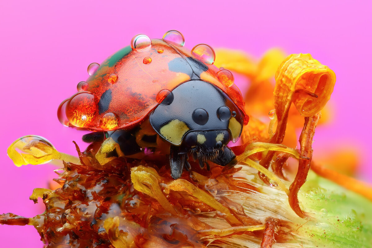 *** - Евгений Фруман *** - Евгений Фруман