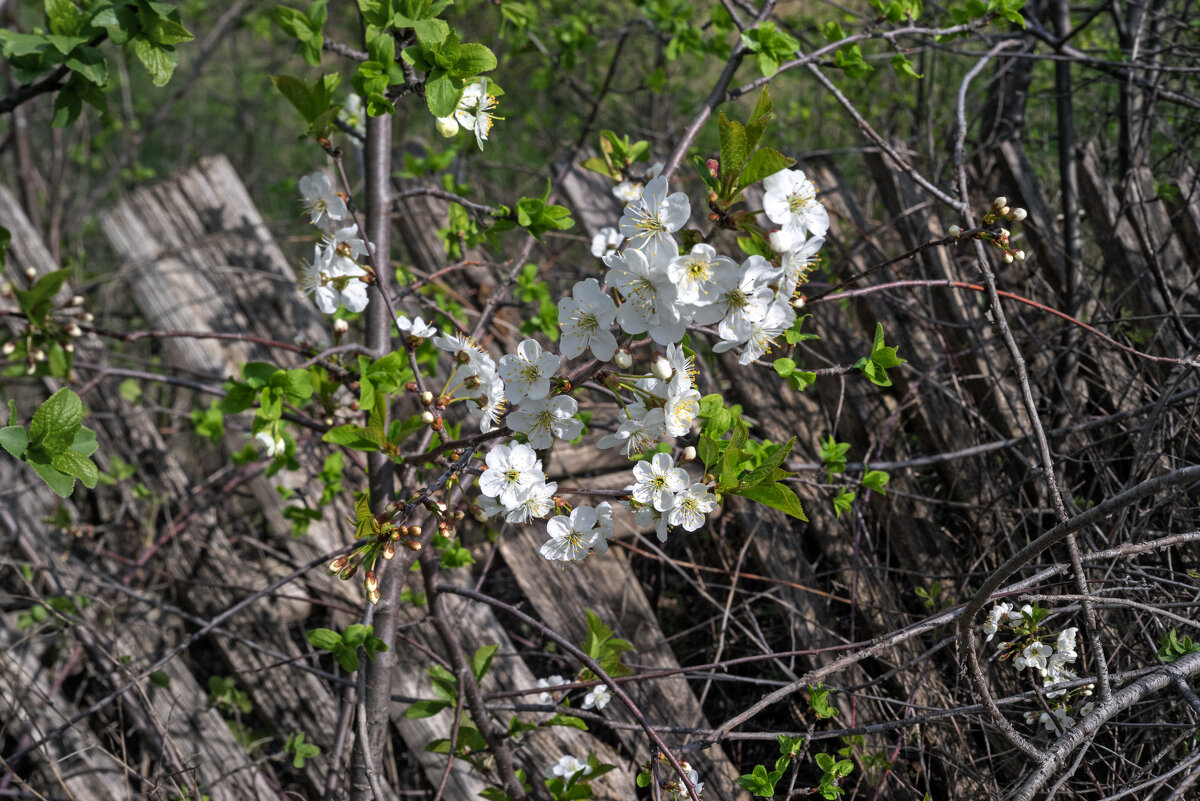 Дикий сад - sorovey Sol