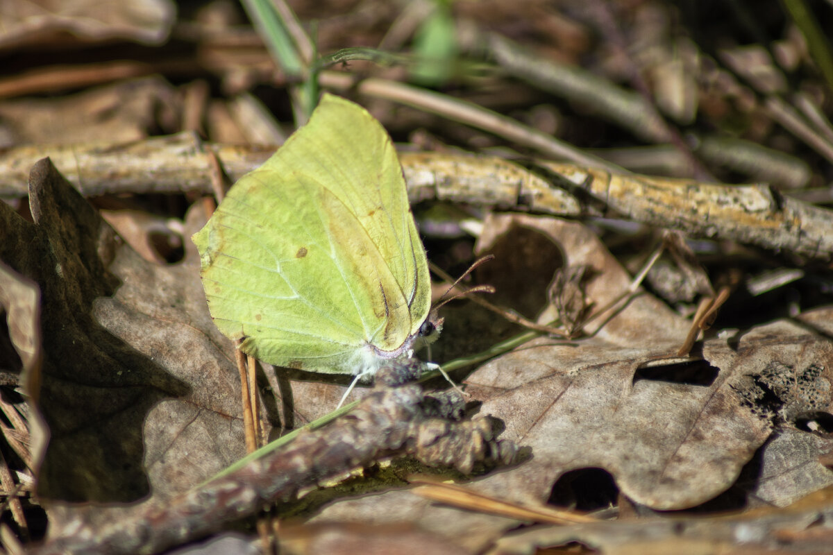 Лимонная - sorovey Sol