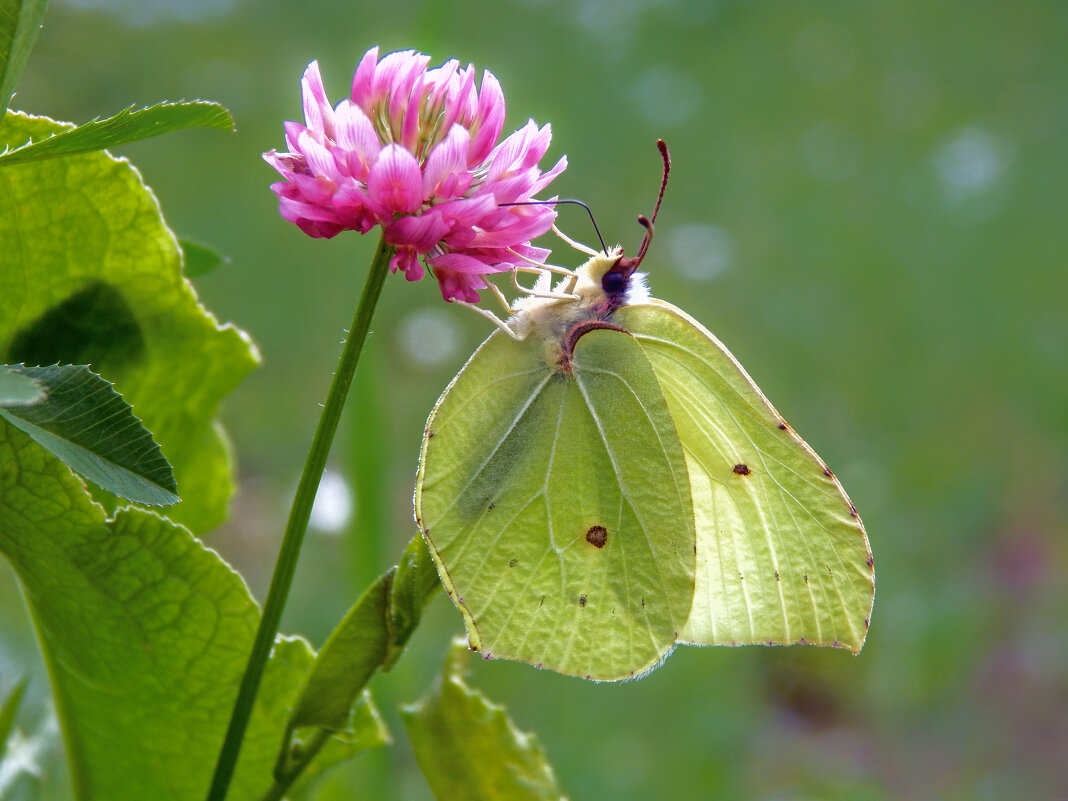 На клевере - Александр Ковальчук На клевере - Александр Ковальчук