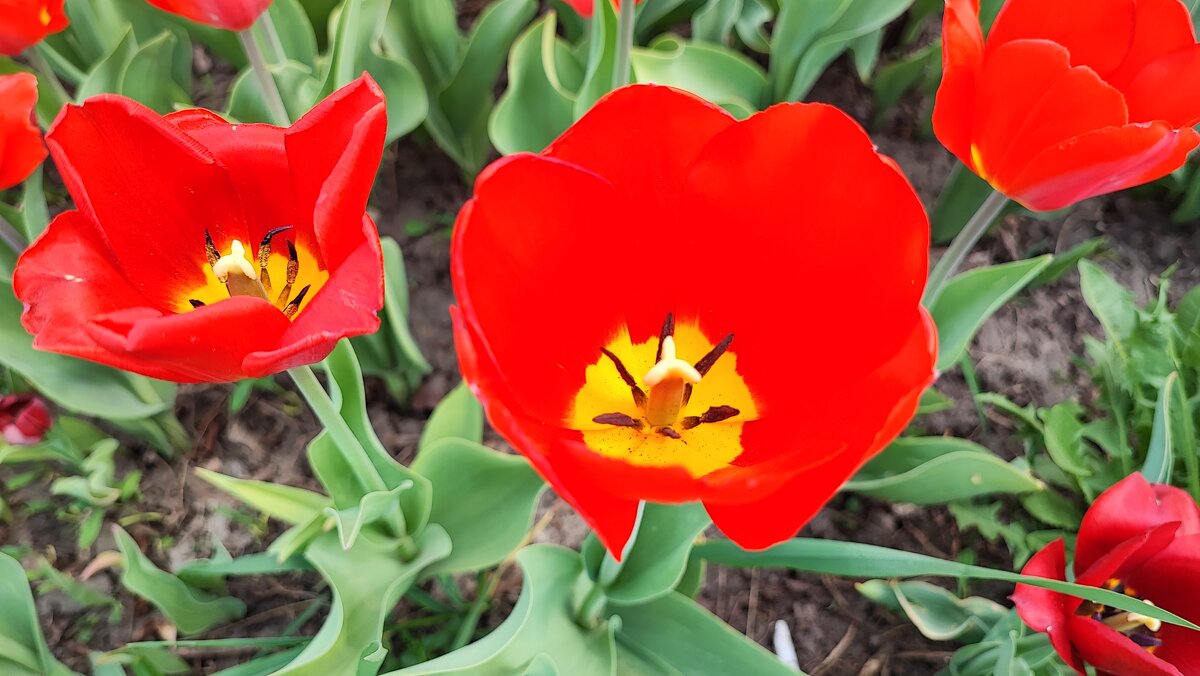 ,,, - Сергей Тимоновский