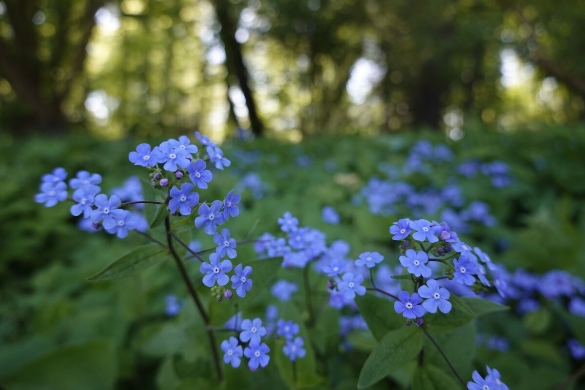 ...нежность! - Галина 