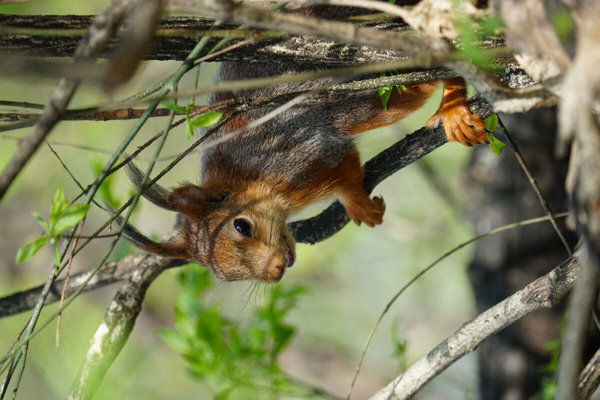 Белочка - александр Белочка - александр