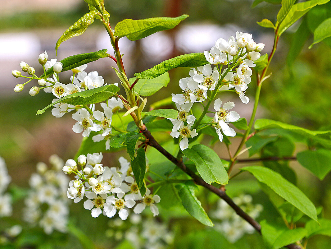 Черёмухи цвет - Светлана 