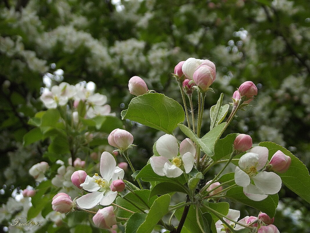 Яблонь тихая нежность... - Freddy 97 Яблонь тихая нежность... - Freddy 97