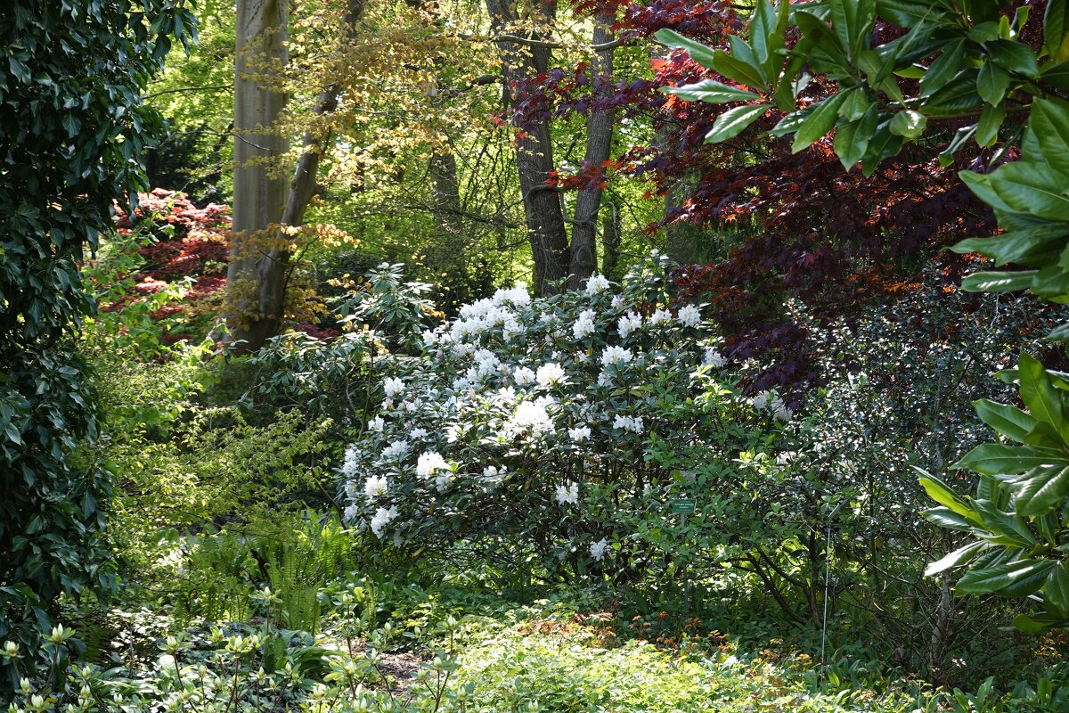 О восторг! На зелёную, на молодую листву Льётся солнечный свет...Басе - Галина 