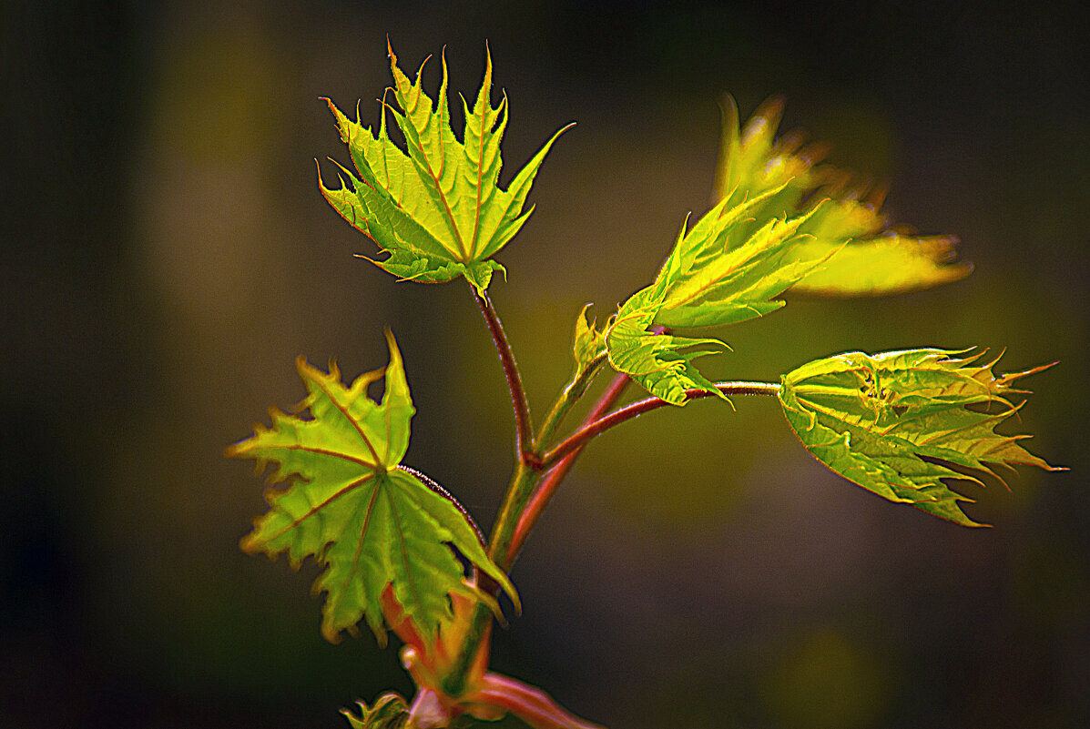 Весеннее - Владимир Кроливец