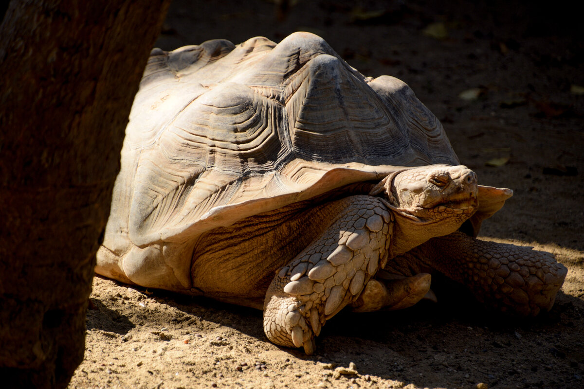 "Бронемашина Черепаха" - Oleg4618 Шутченко