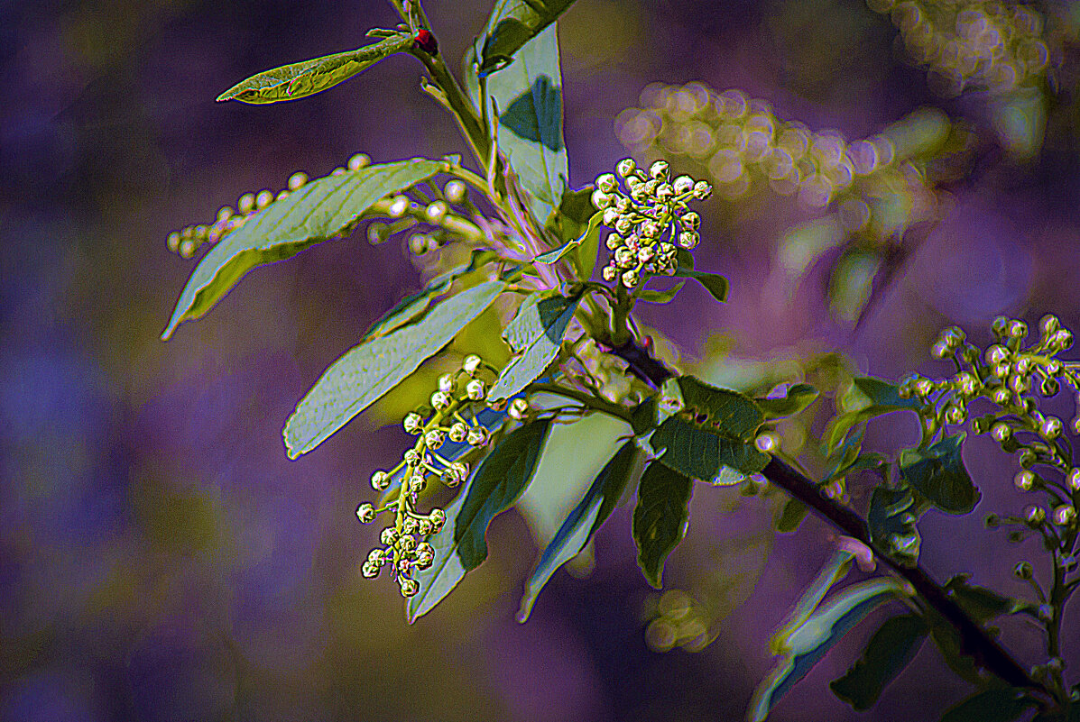 ВЕСНА - Владимир Кроливец